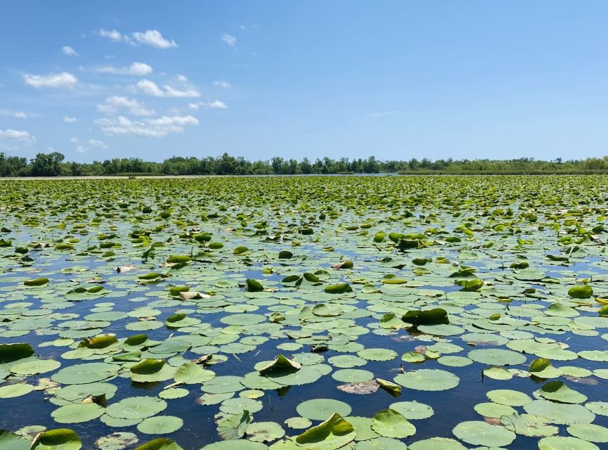 New Orleans: 16 Passenger Airboat Swamp Tour - Group Size and Language