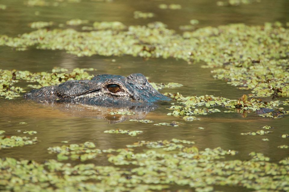 New Orleans: High Speed 9 Passenger Airboat Tour - Customer Reviews and Ratings