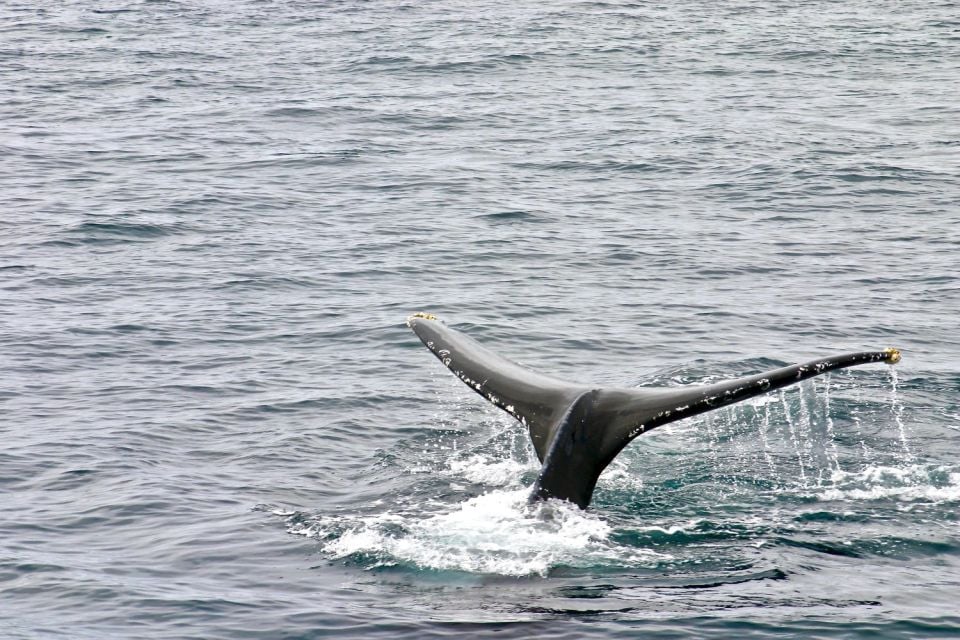 Oahu: Private Whale Watching Adventure - What to Expect