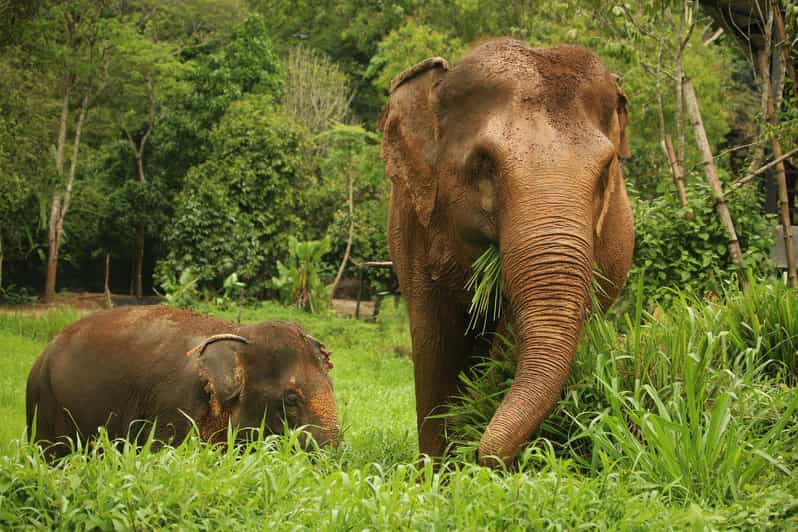 Phuket Elephant Nature Reserve – Short 90min