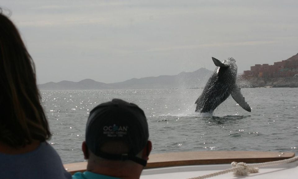 San Jose Del Cabo Whale Watching - Capturing Memories