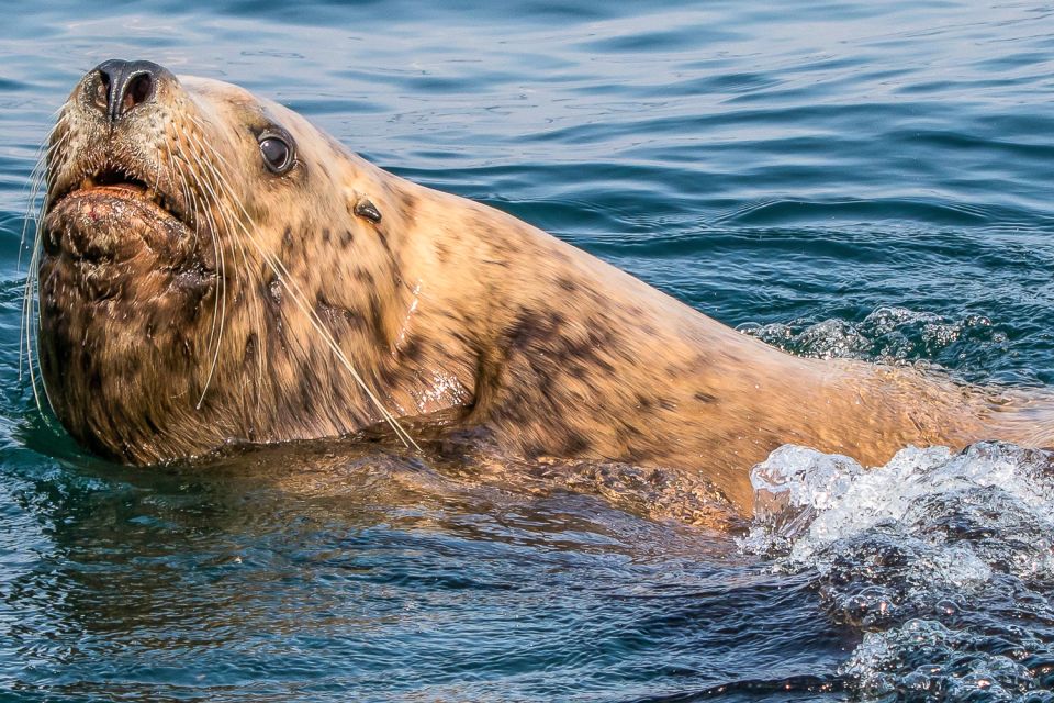 Victoria: 3-Hour Zodiac Whale-Watching Tour - Participant Guidelines