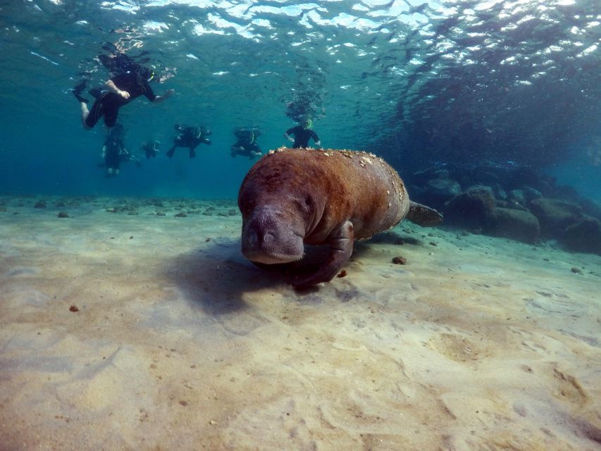 West Palm Beach: Private Peanut Island Boat & Snorkel Tour - Expert Guides and Marine Life