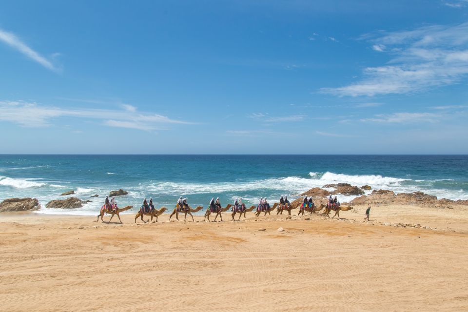 Los Cabos: Sunset Fiesta Dinner Cruise With Camel Ride Tour - Camel Ride Experience