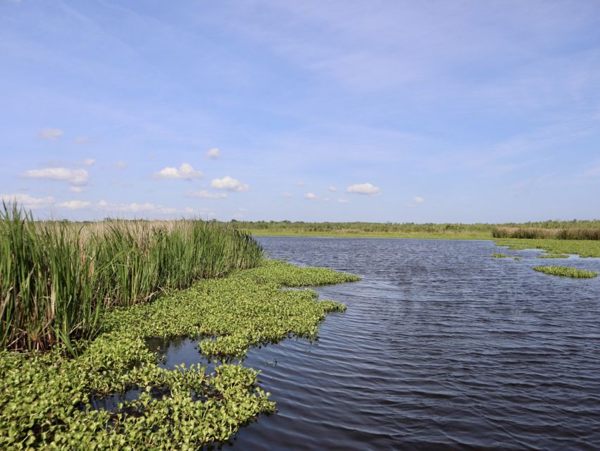 New Orleans: 16 Passenger Airboat Swamp Tour - Cancellation Policy