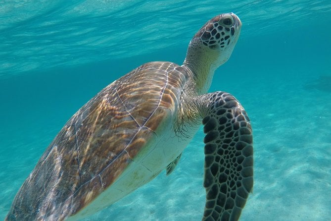 Private Experience: Akumal Sea Turtles Encounter and Yal-Kú Lagoon Colorfull Fish Snorkel. - Exploring Yal-Kú Cenote