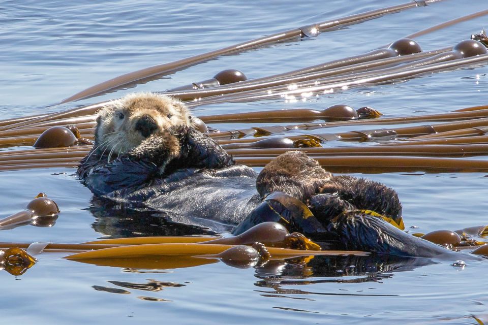 Victoria: 3-Hour Zodiac Whale-Watching Tour - Customer Feedback