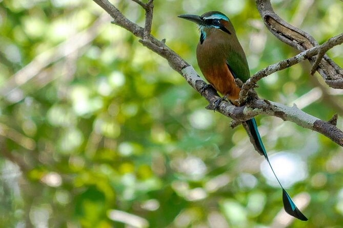 Birdwatching in Coba From Tulum - Birdwatching Highlights