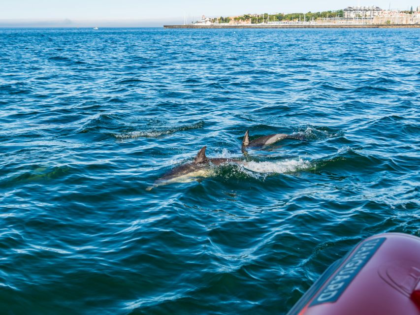 Cascais: Dolphin Watching Tour