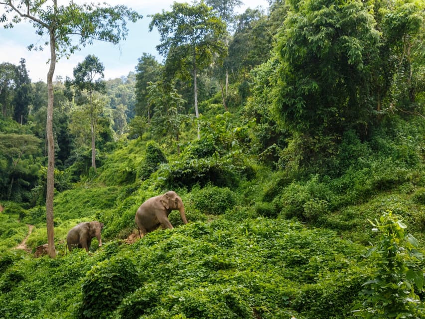 Chiang Mai: Doi Inthanon Park and Pha Dok Siew Trail Trek