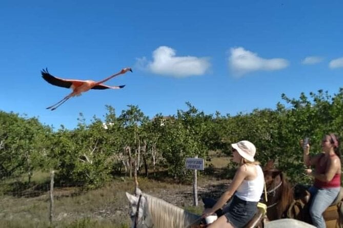 Horseback Riding on the Beaches of Holbox - Activity Highlights