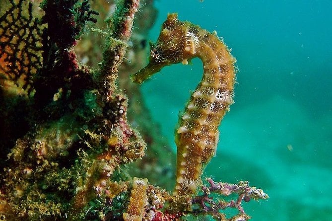 Pelican Rock Snorkeling and Sightseeing Adventure - Additional Costs and Fees