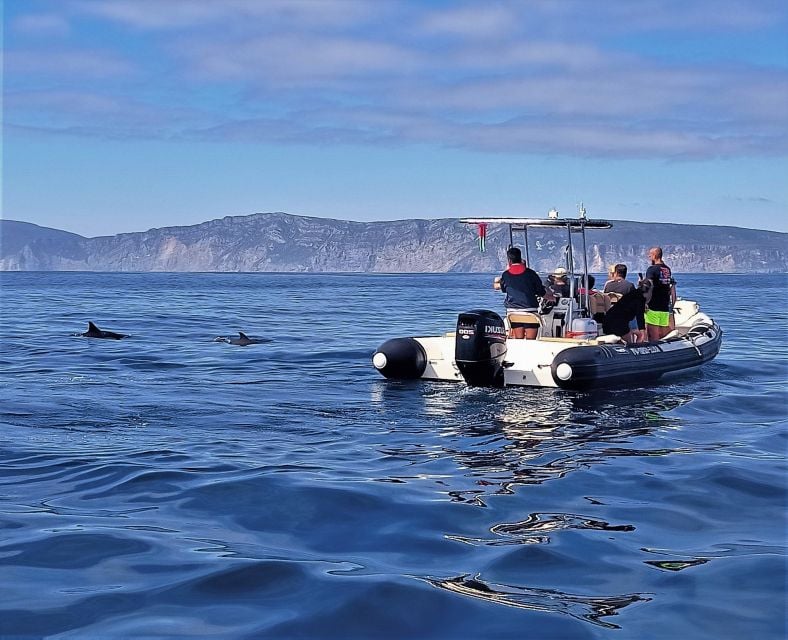 Sesimbra: Dolphin Watching Boat Tour With Biologist Guide