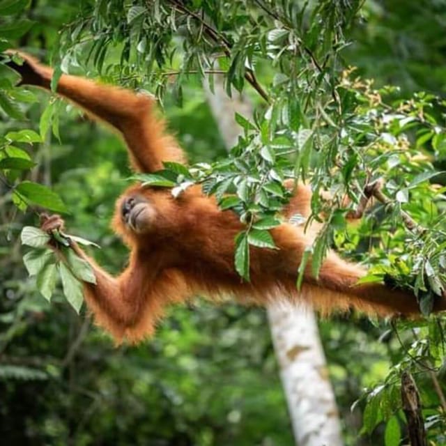 4 Best Tours In Bukit Lawang