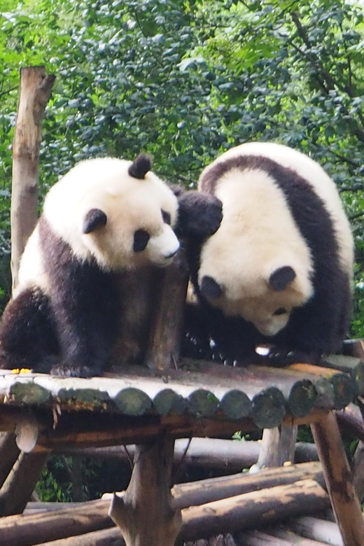 Chengdu: Private Layover Tour With Optional Duration