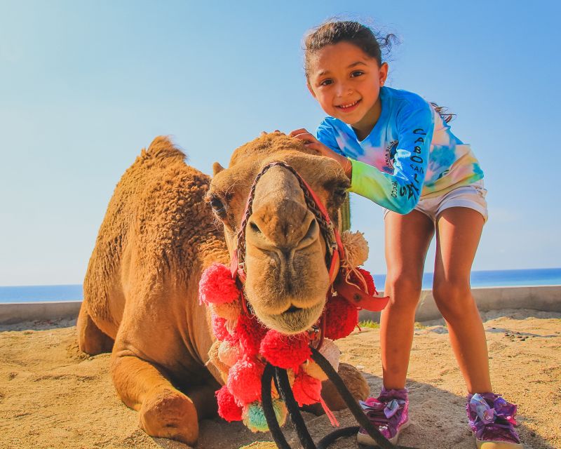 Los Cabos: Sunset Fiesta Dinner Cruise With Camel Ride Tour - Frequently Asked Questions