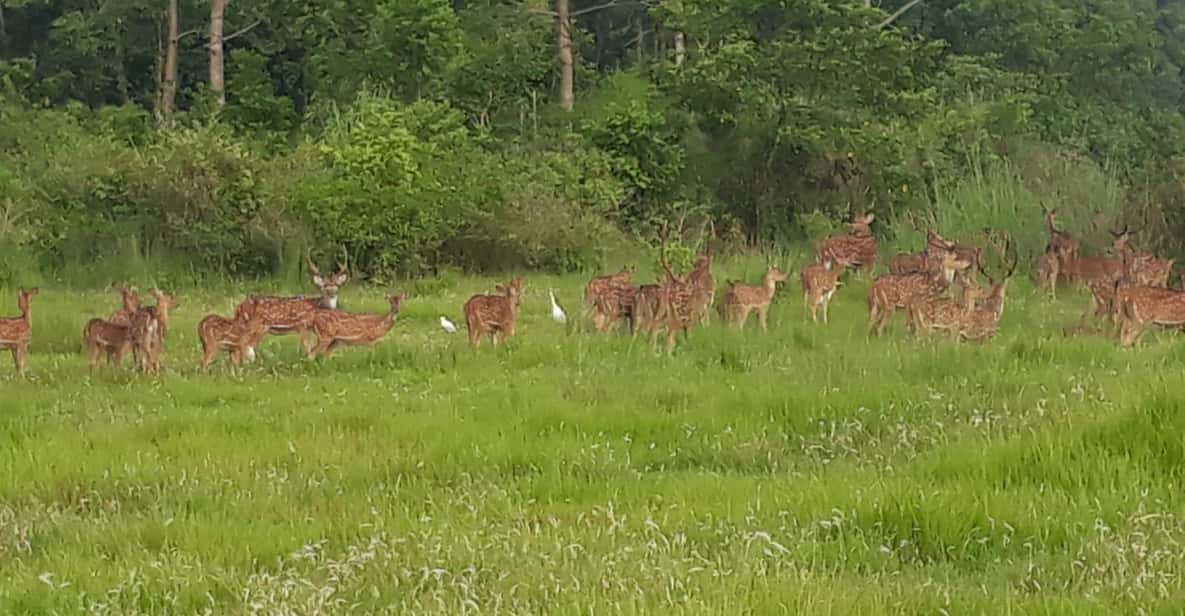 Chitwan: Jungle Safari With Jeep, Canoe, And Jungle Walk