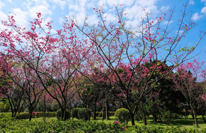 🧋Flavors of Taipei: Indulge in a Private Culinary Adventure - Frequently Asked Questions