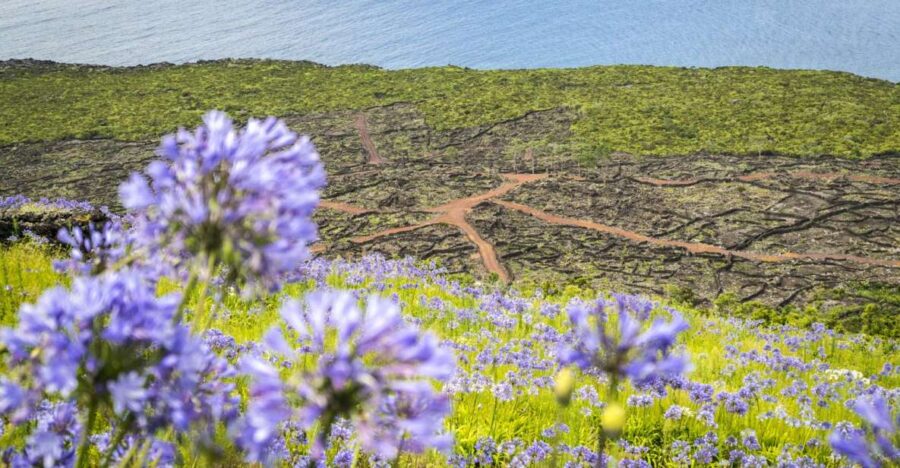 From Madalena: Pico Volcanoes and Lakes Guided Day Tour
