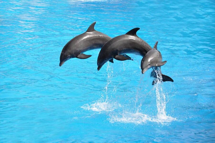 2 Best Dolphin Watching Tours In Sharm El Sheikh