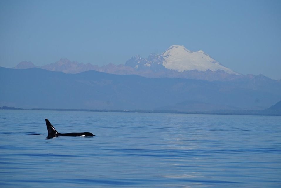 Anacortes: Whale and Orca Boat Tour Near Seattle - Key Points