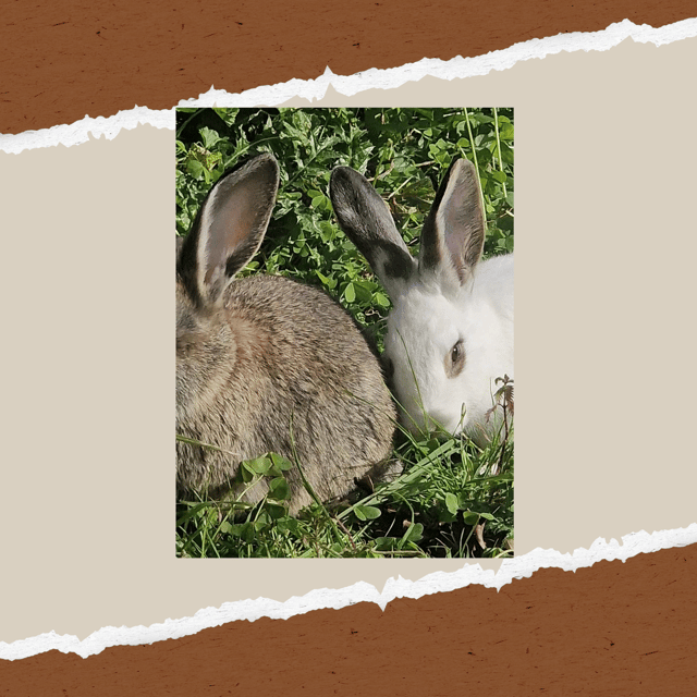 Be A Farmer for A Day in Arevitis Farm! - Overview and Pricing