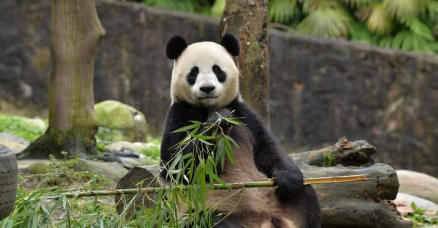Chengdu Panda and Doujiangyan Irrigation System Private Tour