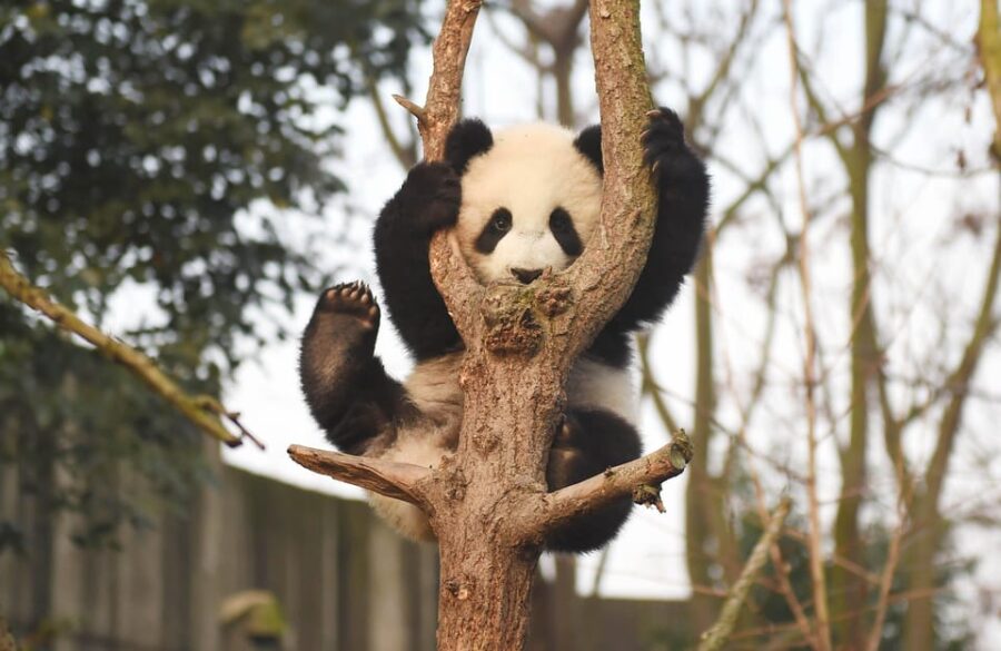 Chengdu Panda Ticket With One Way Private Transfer