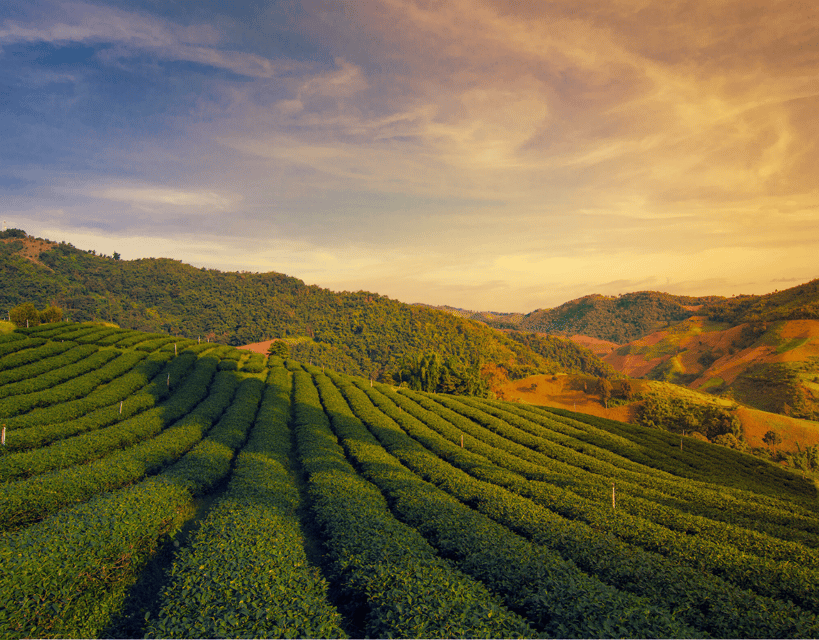 Chiang Mai: Chiang Rai & Doi Mae Salong Tea Plantation Tour