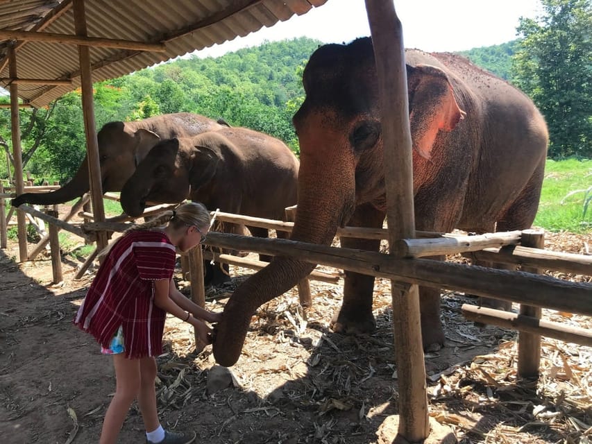 Chiang Mai: Elephant Feeding Experience, Hand Feed Elephants