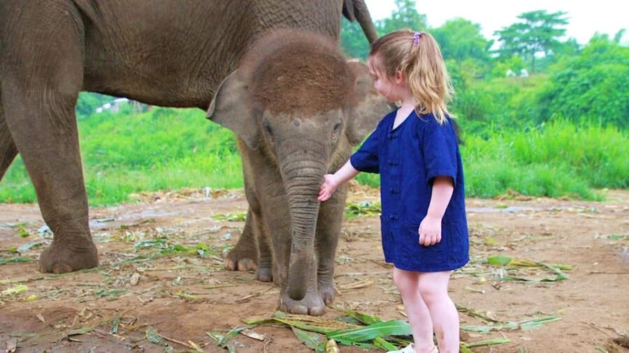 Chiang Mai: Half Day Living Green Elephant Sanctuary