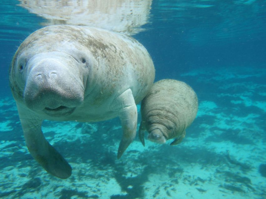 Cozumel: Manatee Encounter With Chankanaab Park Entrance - Key Points