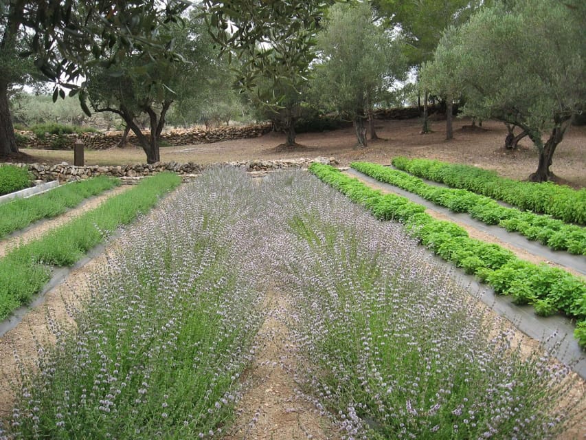 Ecoherbes – Guided Visit to the Botanical Garden