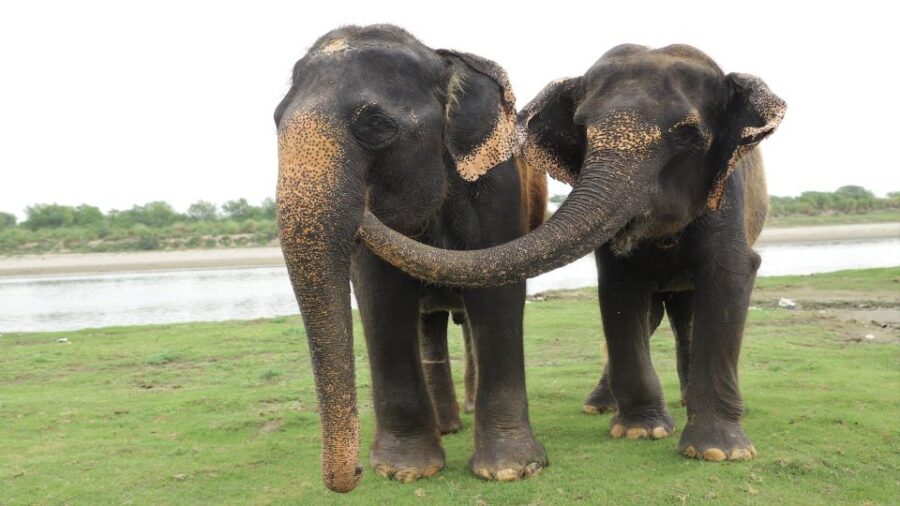 From Delhi: Private Tour of Agra and Wildlife Care Center - Highlights of the Itinerary