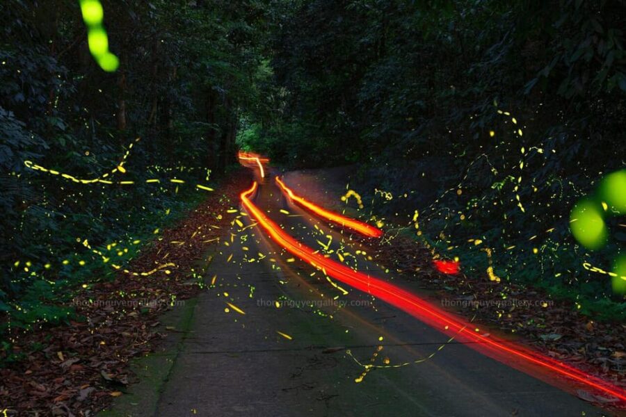 From Hanoi: Visit Cuc Phuong National Park & Admire Firefly