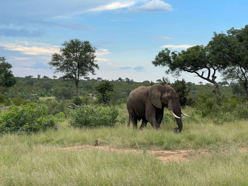 From Johannesburg : Kruger National Park 2 Day BIG 5 Safari