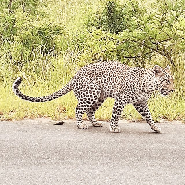 From Malelane: Half Day Kruger Park Wildlife Safari