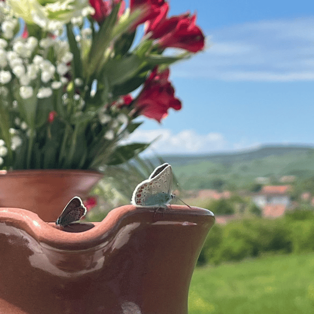 From Sibiu – One-Day Tour: In King Charles IIIs Footsteps.