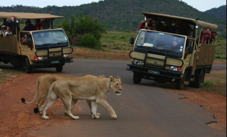 4 Best 3 Hour Tours and Experiences in Pilanesberg Nature Reserve