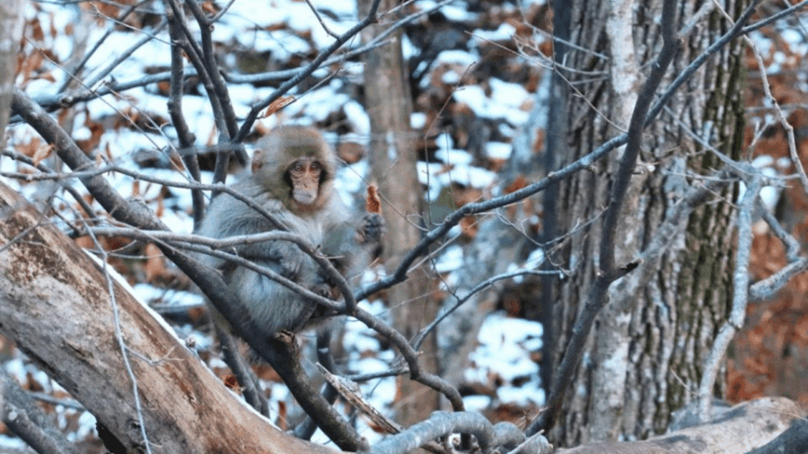 From Tokyo Memorabele Snow Monkey Park & Zenkoji Temple Tour