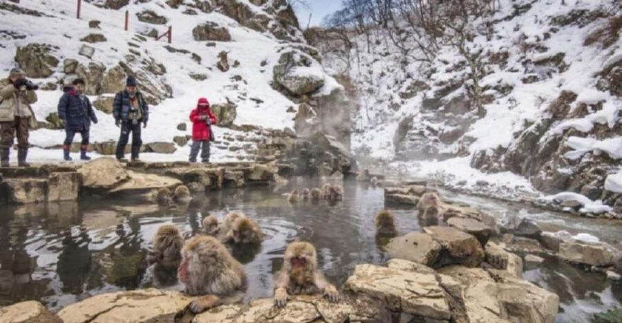 From Tokyo: Private Tour Snow Monkey Park & Zenko-ji Temple - Tour Details