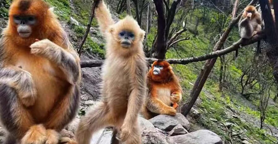Get Close to the Agility of the Golden Snub-Nosed Monkey