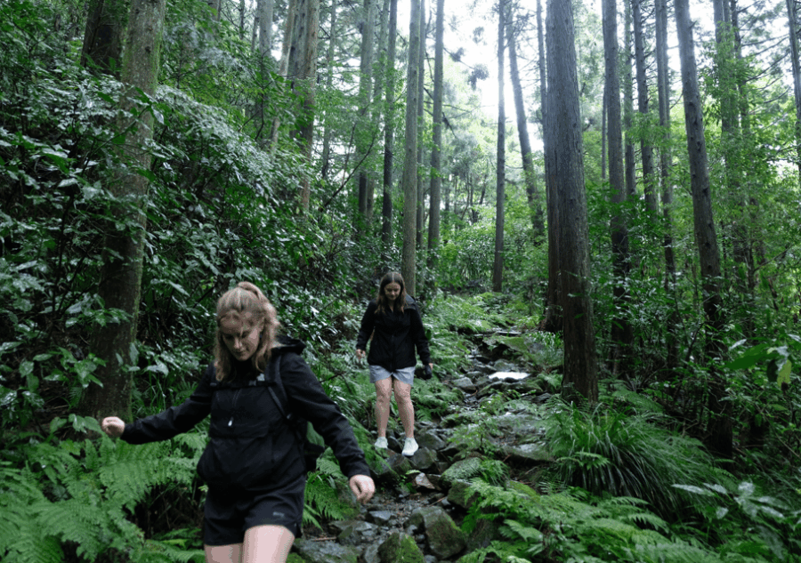 Hakone: Forest Bathing Hike With Lake Ashi and Mt. Fuji View - Exploring the Old Tokaido Highway