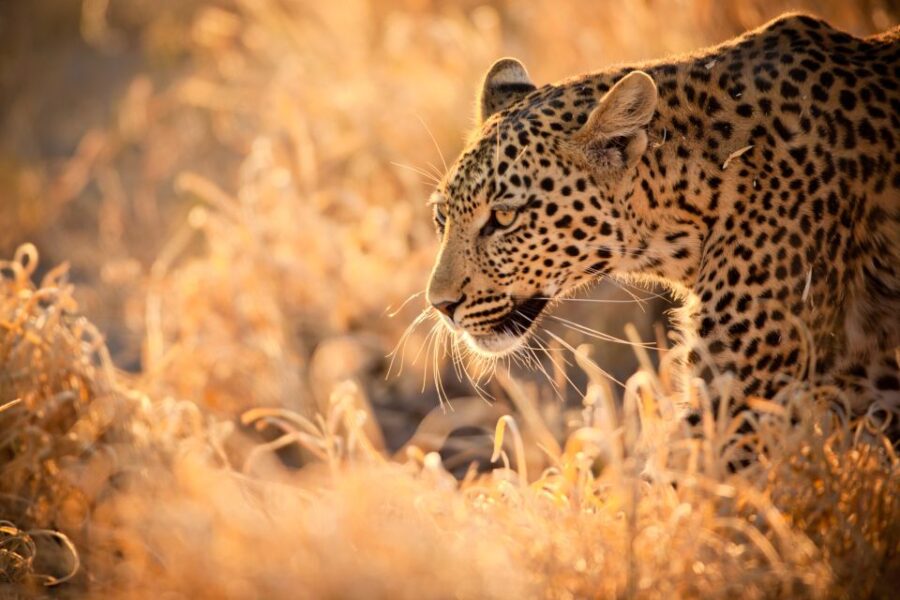 Hartbeespoort: Lion and Safari Park Guided Tour