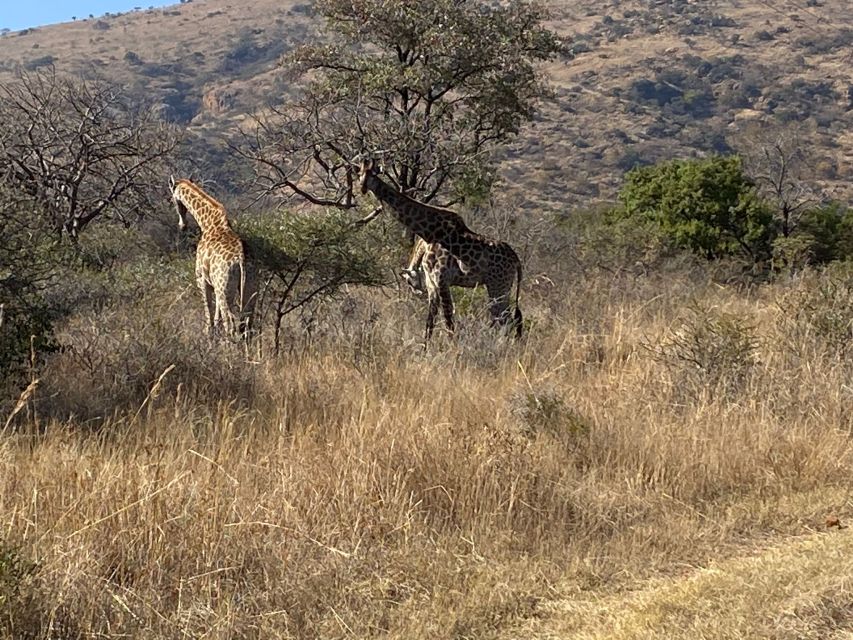 Harties Horseback Safari and Ziplining Adventure