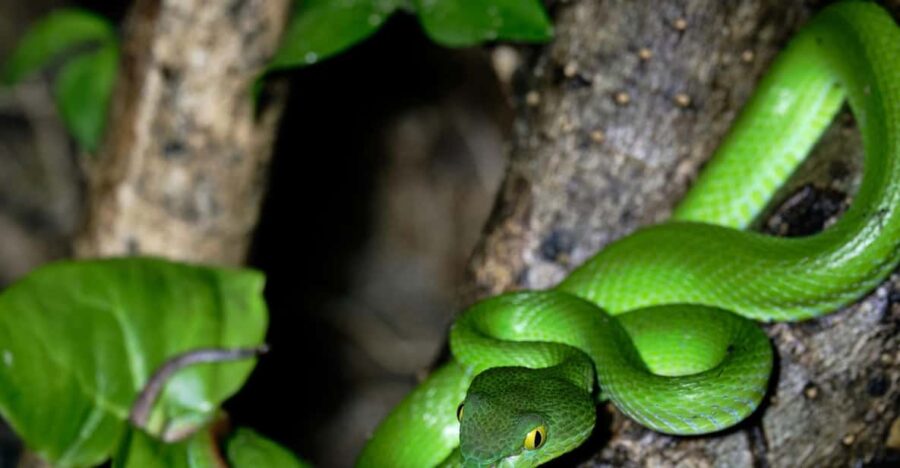 Khao Sok: Private Night Safari Adventure W/ Hotel Transfer - Ecosystem Insights