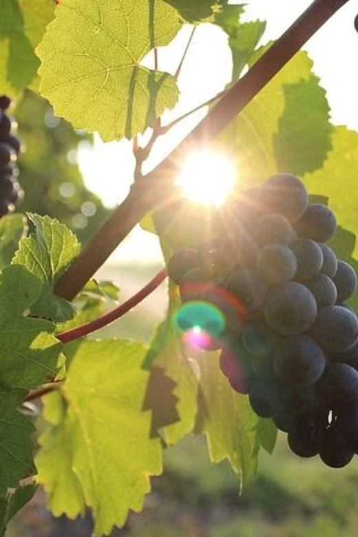 Korcula & Peljesac Wine Tasting Group Tour From Dubrovnik
