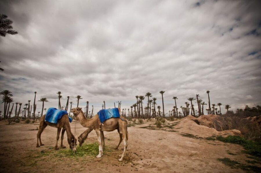 Marrakech Palmeraie 3-Hour Camel Ride - Experience Highlights