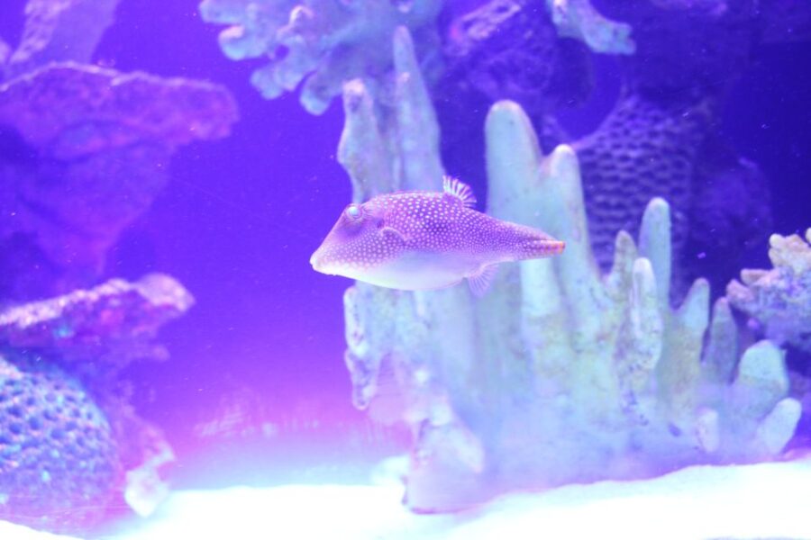 Mexico City: Inbursa Aquarium Tour With Transportation