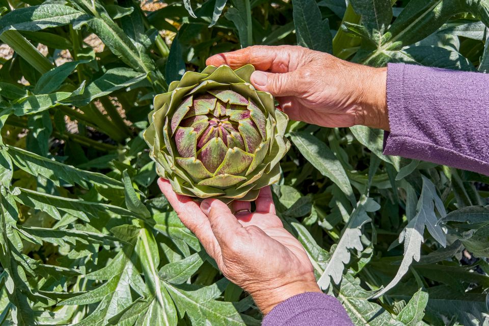 Monterey County Salinas Valley Farm Tour - Key Points